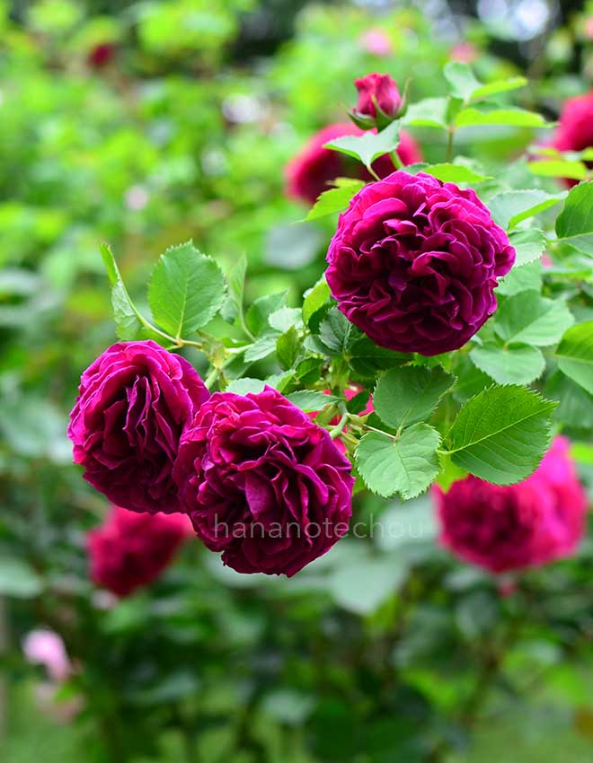 バラ つる アルバート ラ ブロタイス｜花の手帖の薔薇図鑑