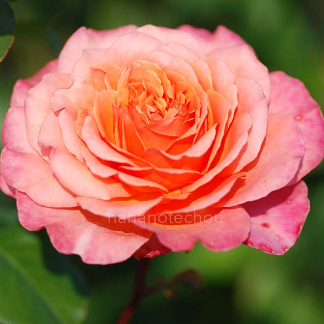 バラ アルブレヒト デューラー ローズ|花の手帖の薔薇図鑑