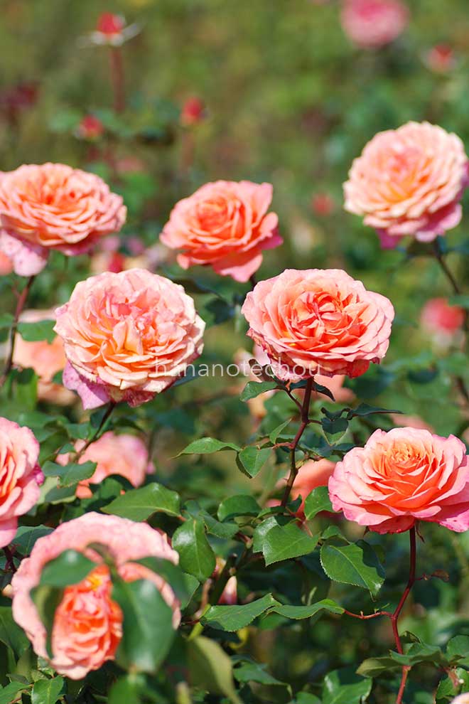 バラ アルブレヒト デューラー ローズ|花の手帖の薔薇図鑑