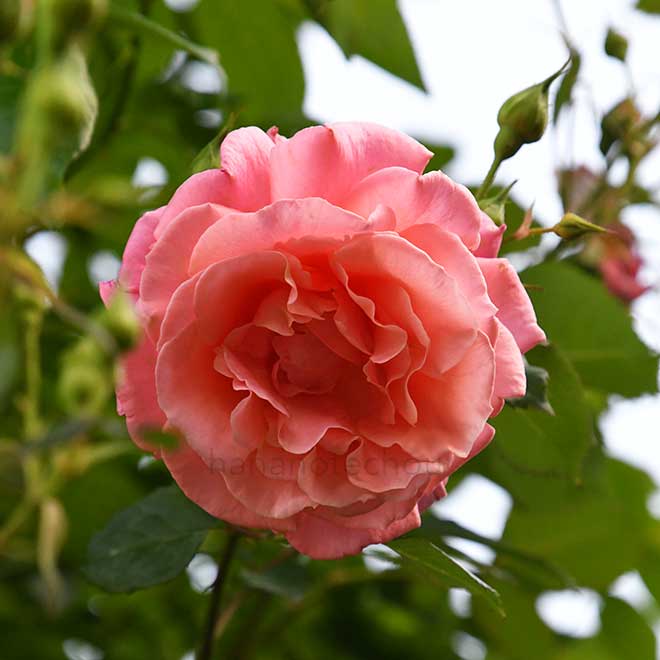 バラ アルキミスト｜花の手帖の薔薇図鑑