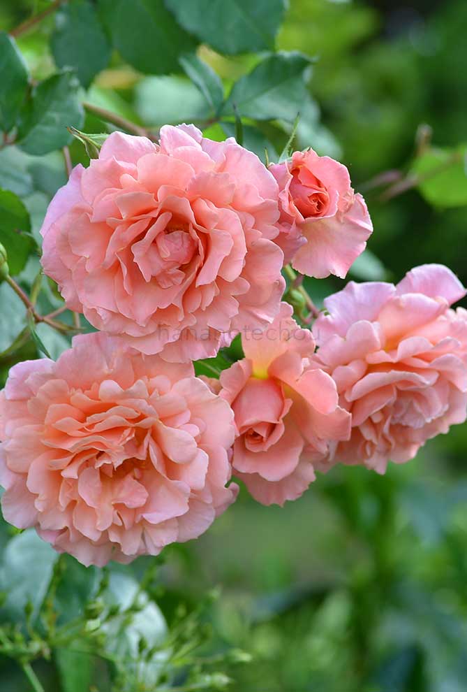 バラ アルキミスト｜花の手帖の薔薇図鑑