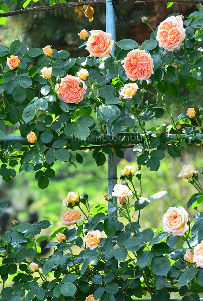 バラ アルキミスト｜花の手帖の薔薇図鑑