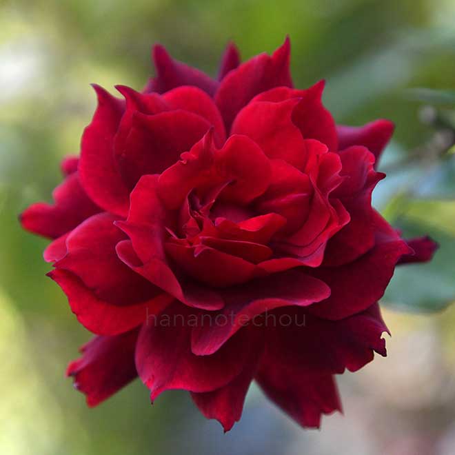 バラ アルチーナ|花の手帖の薔薇図鑑