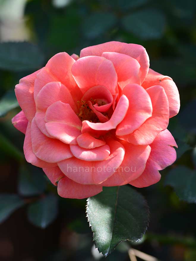 バラ アルデバラン|花の手帖の薔薇図鑑