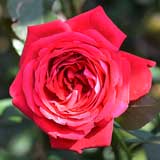 バラ アレックスレッド｜花の手帖の薔薇図鑑