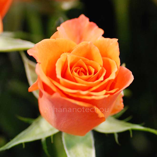 バラ アレグリア｜花の手帖の薔薇図鑑