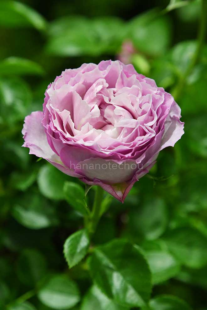 バラ アレキサンドラ ダビッド ニール｜花の手帖の薔薇図鑑