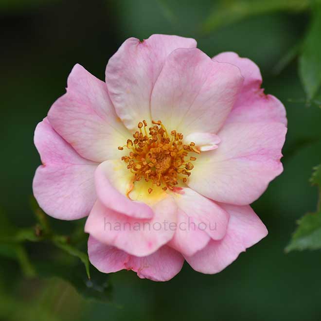 バラ アリスの夢｜花の手帖の薔薇図鑑