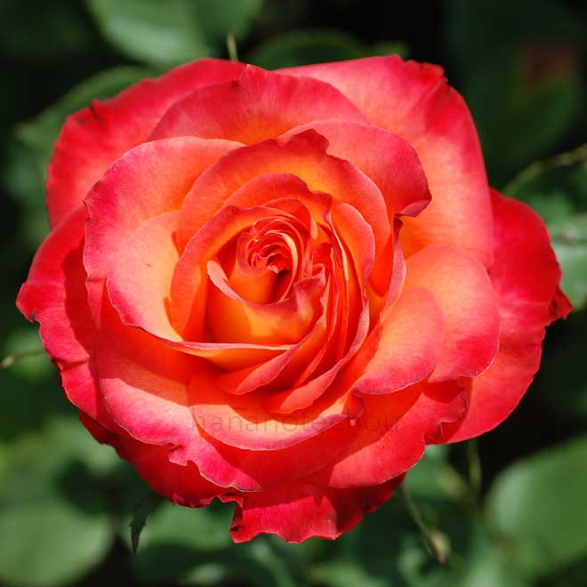 バラ アリンカ｜花の手帖の薔薇図鑑