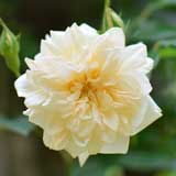 バラ |花の手帖の薔薇図鑑