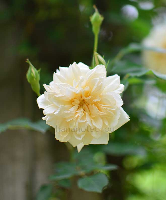 バラ アリスター ステラ グレイ｜花の手帖の薔薇図鑑