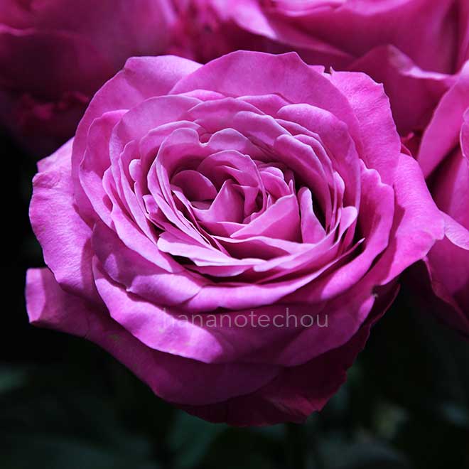 バラ オール 4 ラブ+|花の手帖の薔薇図鑑