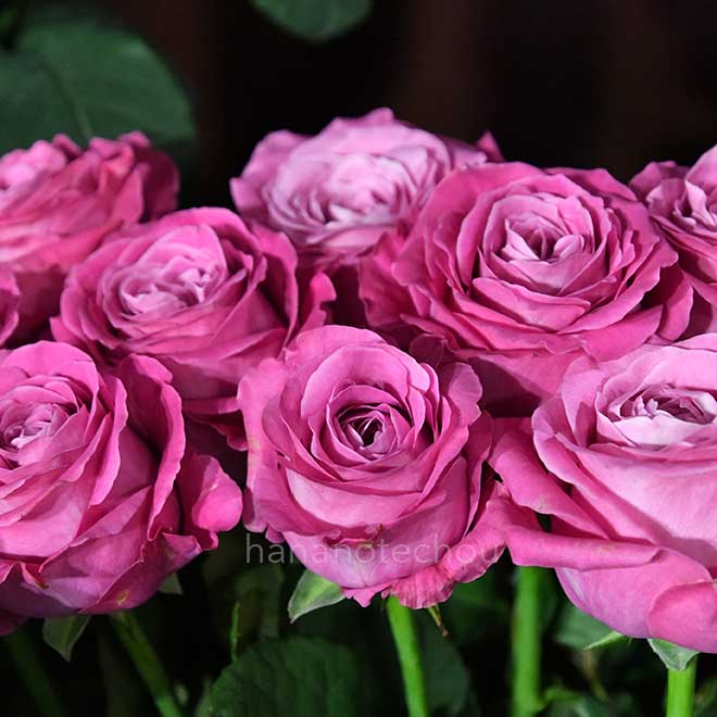 バラ オール 4 ラブ+|花の手帖の薔薇図鑑