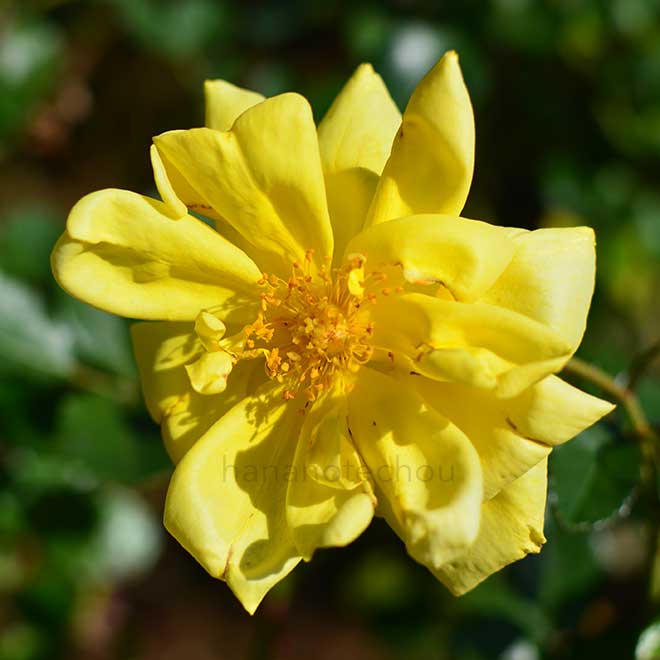 バラ オールゴールド|花の手帖の薔薇図鑑