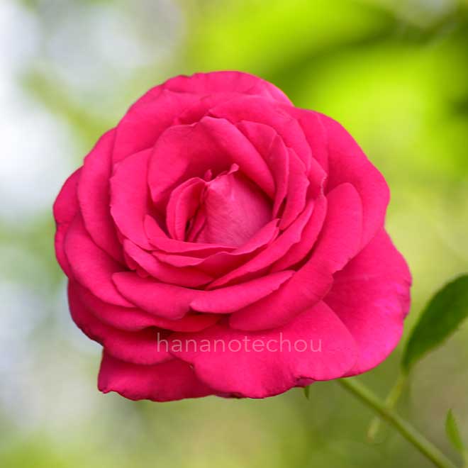 バラ オール マイ ラビング|花の手帖の薔薇図鑑