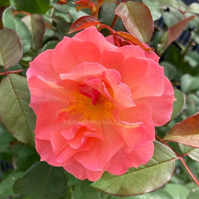 バラ アリュマージュ｜花の手帖の薔薇図鑑