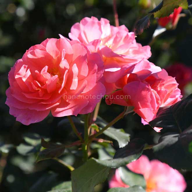 バラ アリュマージュ｜花の手帖の薔薇図鑑