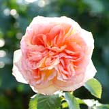 バラ アルフォンス ドーデ｜花の手帖の薔薇図鑑