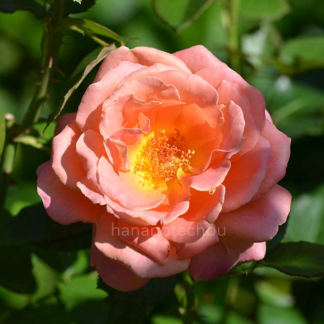 バラ アルパイン サンセット｜花の手帖の薔薇図鑑