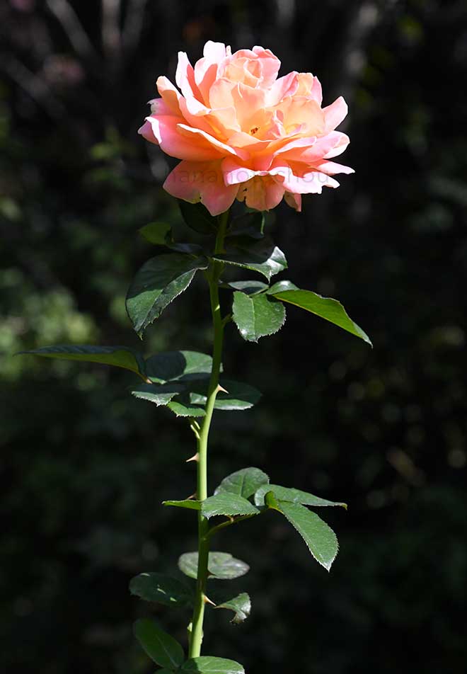 バラ アルパイン サンセット｜花の手帖の薔薇図鑑