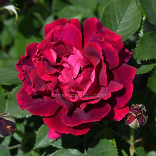 バラ アルステルウーアー|花の手帖の薔薇図鑑