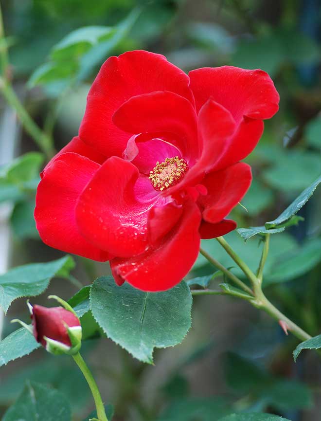 バラ アルテシモ｜花の手帖の薔薇図鑑