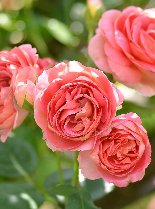 バラ アマンディーン シャネル|花の手帖の薔薇図鑑