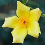 バラ 天の川｜花の手帖の薔薇図鑑