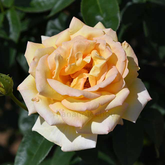 バラ 天津乙女|花の手帖の薔薇図鑑