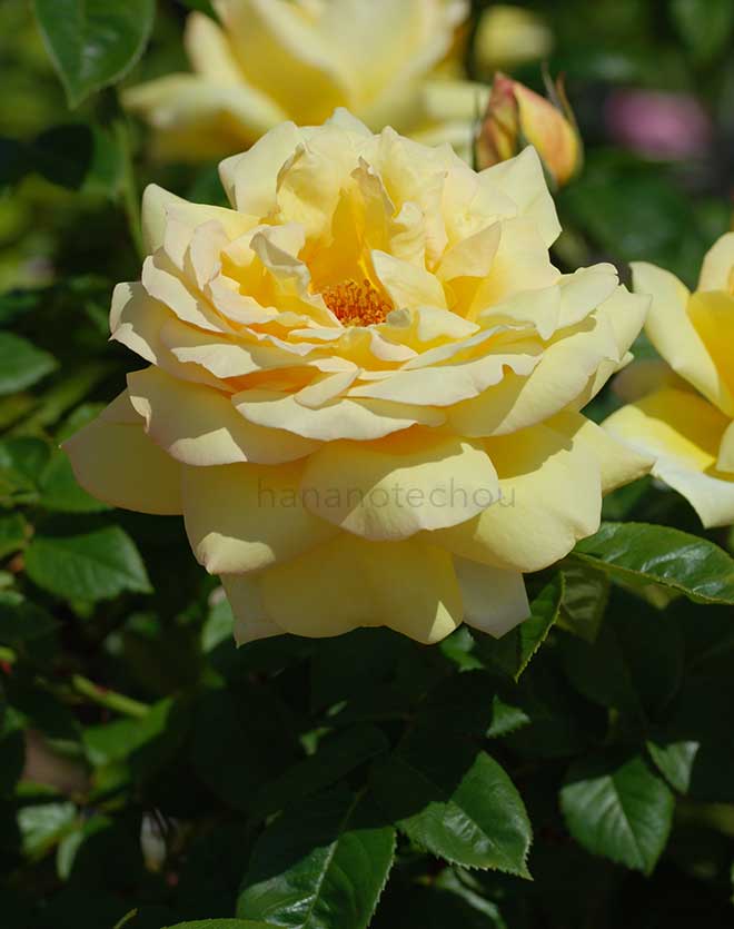 バラ 天津乙女|花の手帖の薔薇図鑑