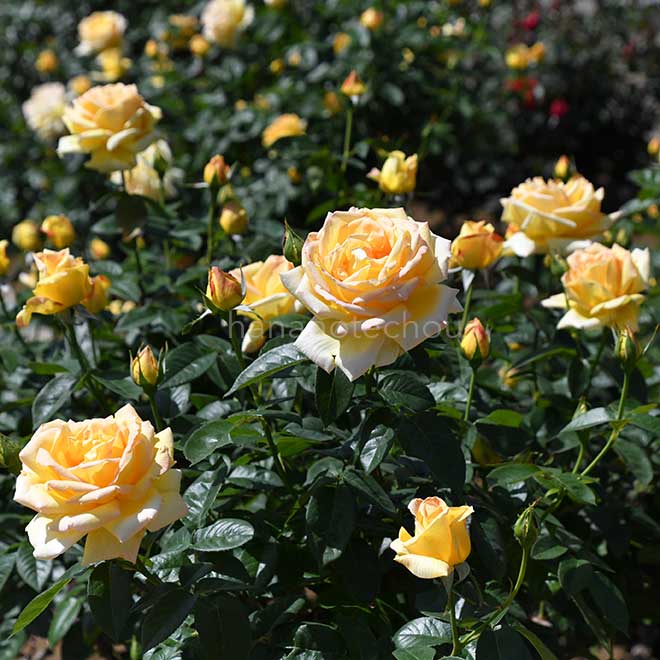 バラ 天津乙女|花の手帖の薔薇図鑑