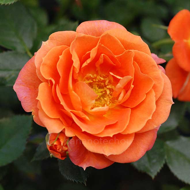 バラ アンバー メイアンディナ|花の手帖の薔薇図鑑