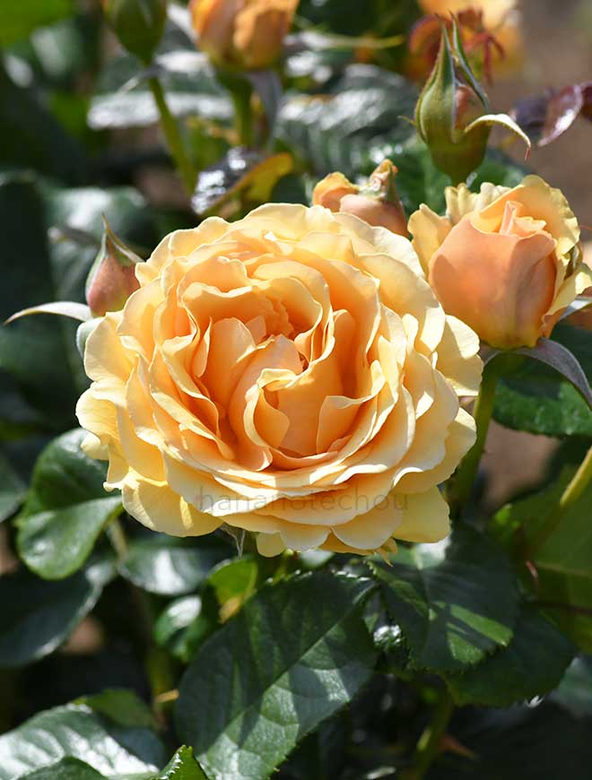 バラ アンバー クイーン|花の手帖の薔薇図鑑