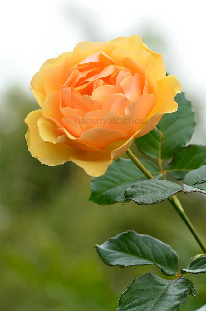 バラ アンバー クイーン|花の手帖の薔薇図鑑