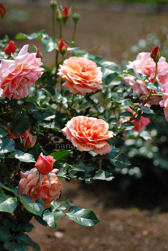 バラ アンバー クイーン|花の手帖の薔薇図鑑