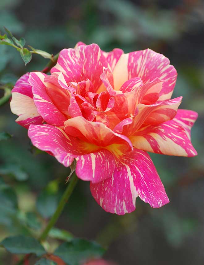 バラ アンボス フンケン｜花の手帖の薔薇図鑑