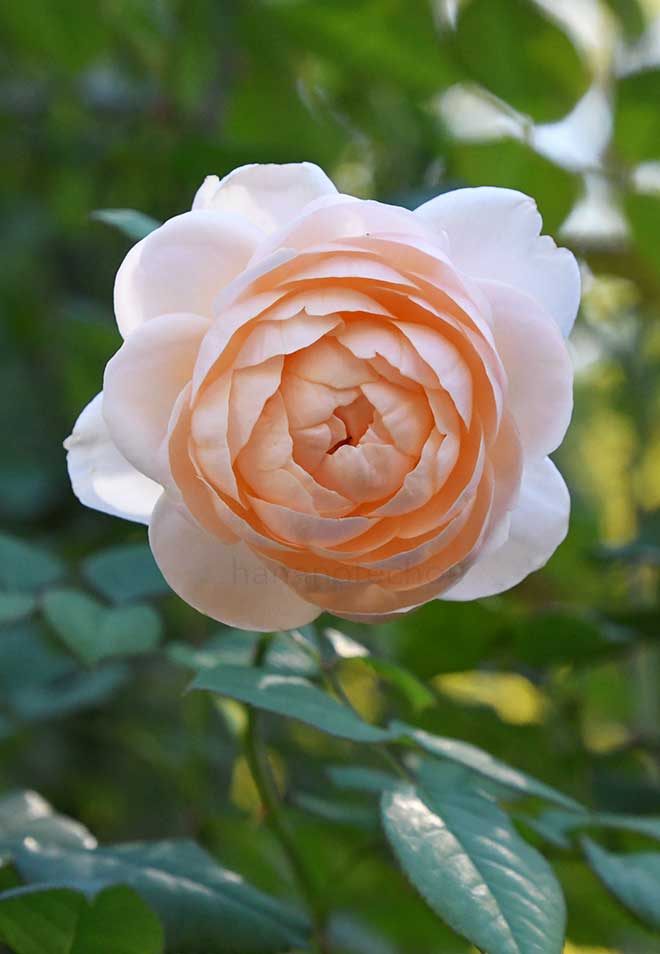 バラ アンブリッジ ローズ｜花の手帖の薔薇図鑑