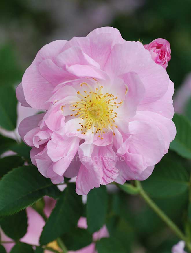 バラ アメリア|花の手帖の薔薇図鑑