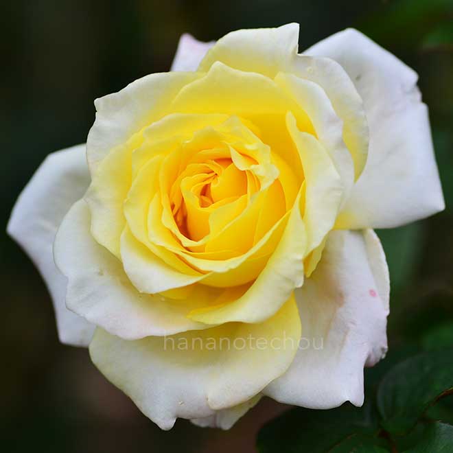 バラ アメリカンヘリテージ｜花の手帖の薔薇図鑑