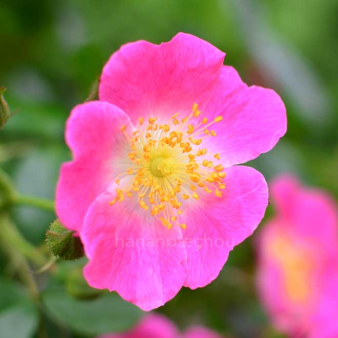 バラ アメリカン ピラー｜花の手帖の薔薇図鑑