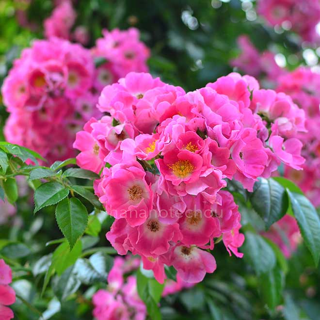 バラ アメリカン ピラー｜花の手帖の薔薇図鑑