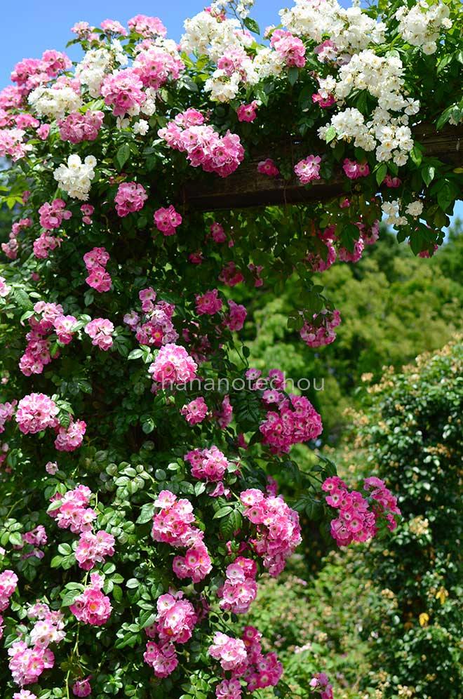 バラ アメリカン ピラー｜花の手帖の薔薇図鑑