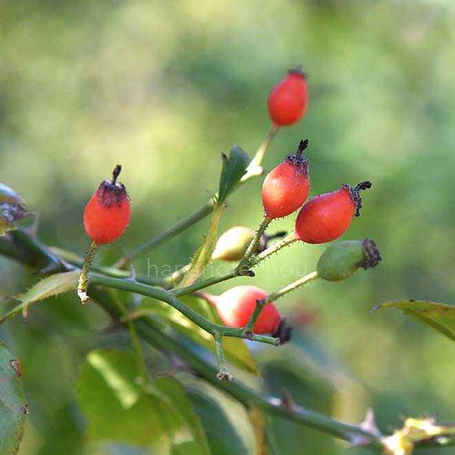 バラ アメリカン ピラー｜花の手帖の薔薇図鑑