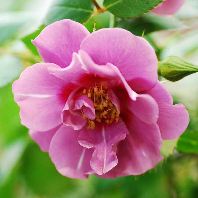 バラ アメジスト バビロン｜花の手帖の薔薇図鑑