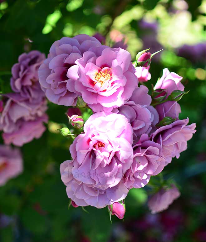 バラ アメジスト バビロン｜花の手帖の薔薇図鑑