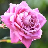 バラ エイミー ヴァンダービルト｜花の手帖の薔薇図鑑