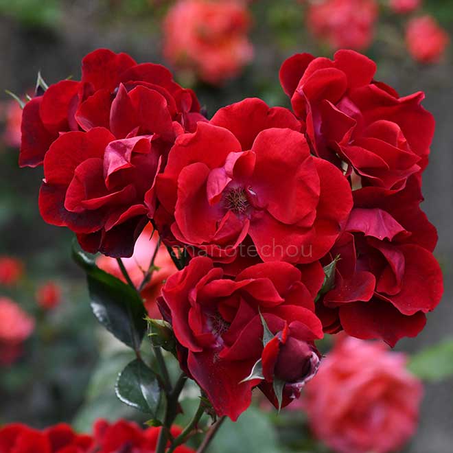 バラ アンダルシアン｜花の手帖の薔薇図鑑