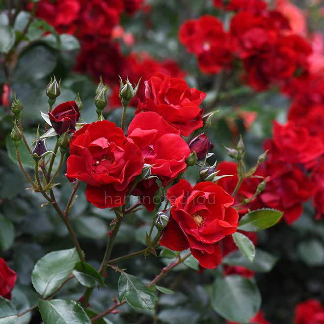 バラ アンダルシアン｜花の手帖の薔薇図鑑