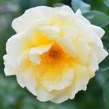 バラ アンドレグランディエ｜花の手帖の薔薇図鑑