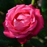 バラ アンドレ ペルネ｜花の手帖の薔薇図鑑